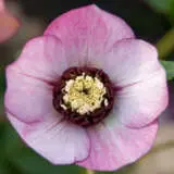 Hellebore Single Pink Dark Centre Pplhelspd - Garden Express Australia