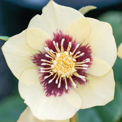 Hellebore Single Primrose Yellow With Red Centre Pplhelspyd - Garden Express Australia