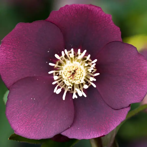 Hellebore Single Red Hellebore Single Red
