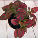 Hypoestes Red Splash Pplhyprsp - Garden Express Australia