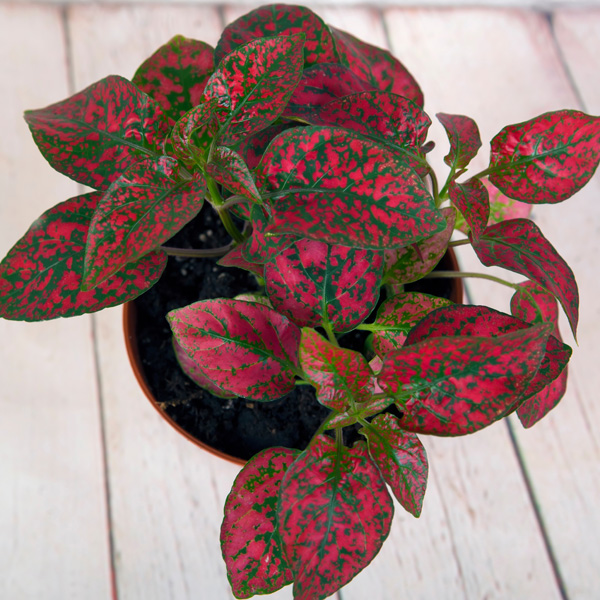 Hypoestes Red Splash