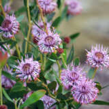 Isopogon Pink Bouquet Pplisopbo - Garden Express Australia