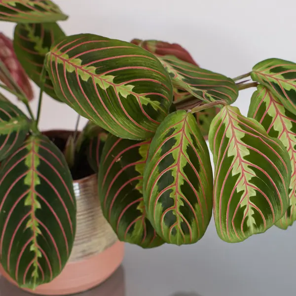 Maranta Red Veined Prayer Plant 68mm