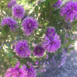 Melaleuca Little Nessie