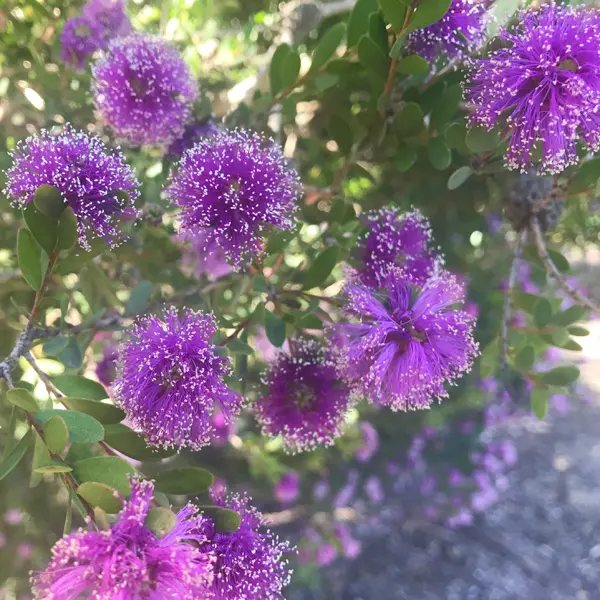 Melaleuca Little Nessie