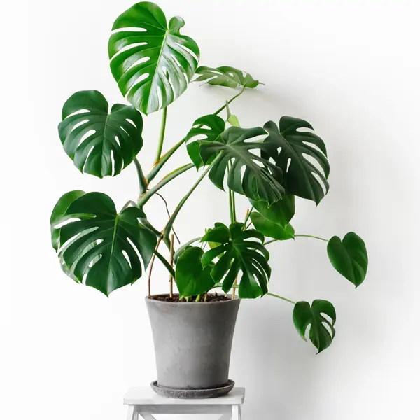 Monstera Fruit Salad Plant Monstera Fruit Salad Plant