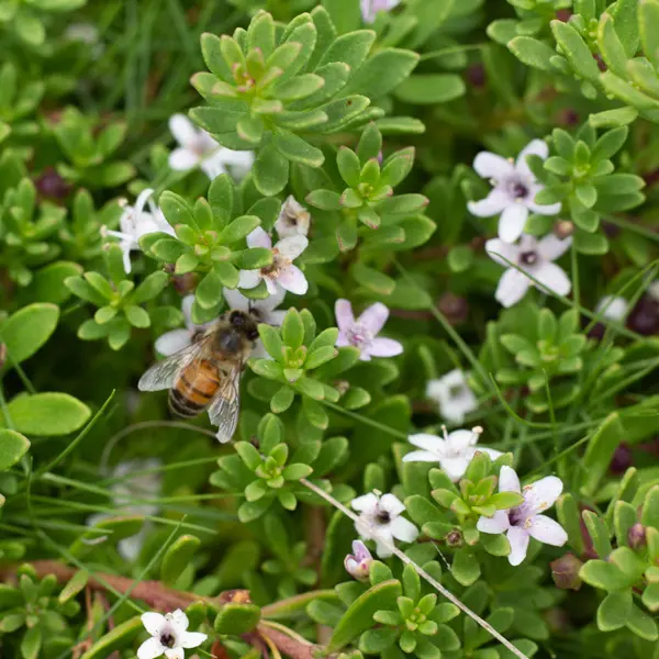 Myoporum Creeping Boobialla Pink