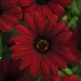 Osteospermum Serenity Red Pplostsre - Garden Express Australia