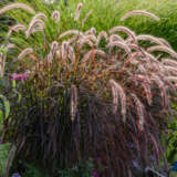 Pennisetum Dwarf Purple Fountain Grass