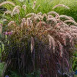 Pennisetum Dwarf Purple Fountain Grass Lpopendpf - Garden Express Australia