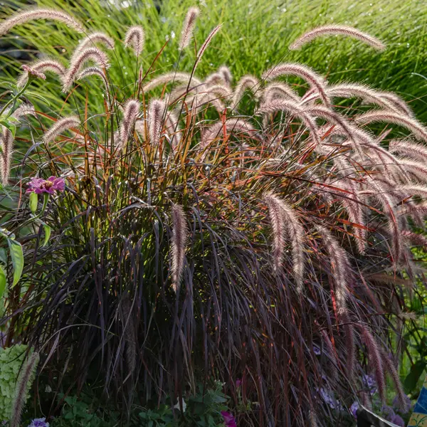 Pennisetum Dwarf Purple Fountain Grass