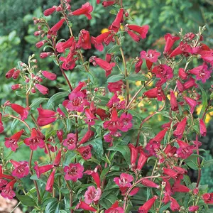 Penstemon Firebird