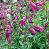Penstemon Port Wine