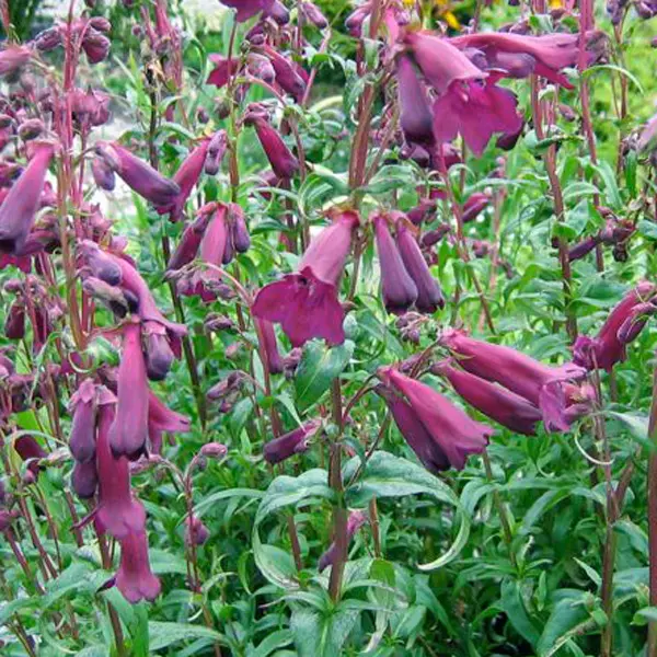 Penstemon Port Wine