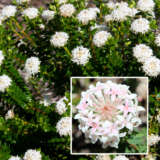 Pimelea Marshmallow Pplpimmar - Garden Express Australia