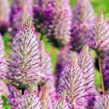 Ptilotus Rosie Pplptiros - Garden Express Australia