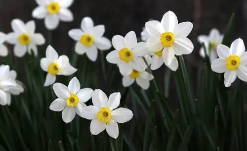 Jonquil Yellow Cheerfulness Rsz 1daffodil 4100845 1920 - Garden Express Australia