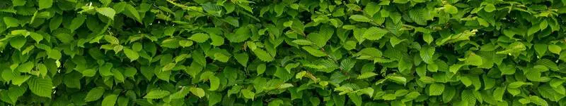 Plants For Privacy Rsz Intense Green Wallpaper With Hornbeam 1407727 1920 - Garden Express Australia