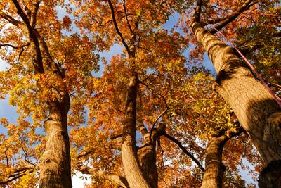 oak tree helping the environment