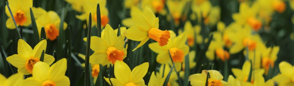 Jonquil Bulbs To Plant In March