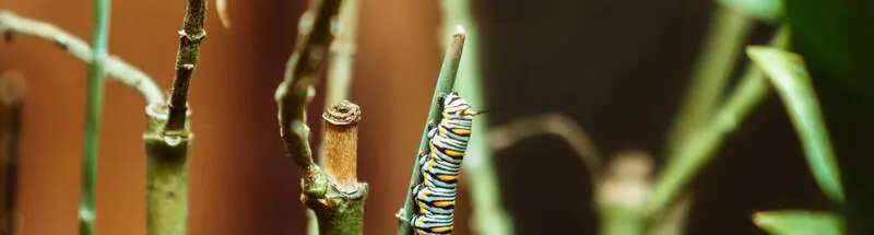 Enviro-friendly Plants That Attract Butterflies Rsz Meritt Thomas Cwaq0eywzow Unsplash - Garden Express Australia