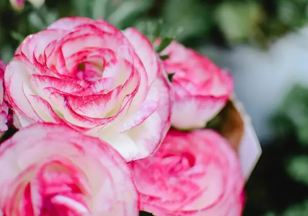 Tools For Planting Bulbs Rsz Pexels Eva Elijas 5780364 1 - Garden Express Australia