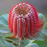 Scarlet Banksia Pplbansba - Garden Express Australia