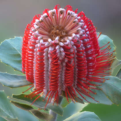 Scarlet Banksia Pplbansba - Garden Express Australia
