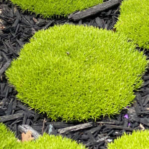 Easy Lawn Alternatives Australia | Greener Gardens With Less Maintenance Scleranthus Lime Lava Pplscllla - Garden Express Australia