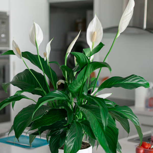 Spathiphyllum Peace Lily Chico