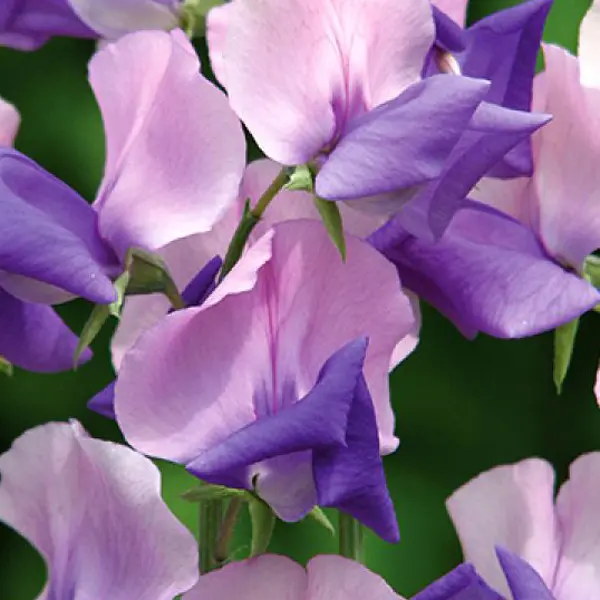 Seed – Sweet Pea Erewhon Seed – Sweet Pea Erewhon