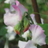 Sweet Pea High Society Seespehso - Garden Express Australia