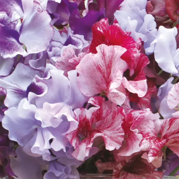 Seed – Sweet Pea Metaphor Mix