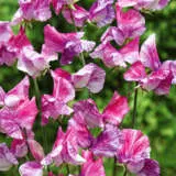 Sweet Pea Pandemonium Seespepan - Garden Express Australia
