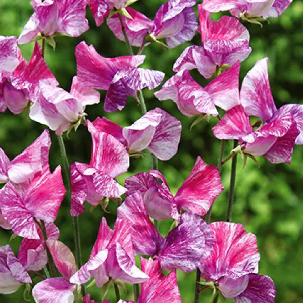 Seed – Sweet Pea Pandemonium Seed – Sweet Pea Pandemonium