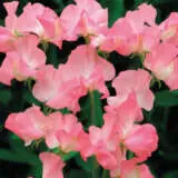Sweet Pea Valarie Harrod Seespevha - Garden Express Australia