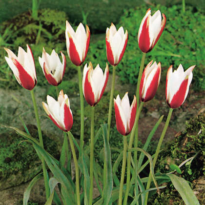 Tulip Clusiana