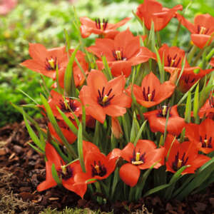 Tulip Linifolia Pktullin - Garden Express Australia
