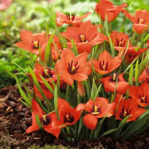 Growing Tulips In Pots: A Complete Guide Tulip Linifolia Pktullin - Garden Express Australia