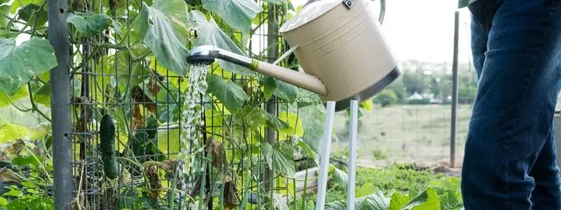 Liquid Vs. Solid Fertilizer Untitled Design 1 - Garden Express Australia