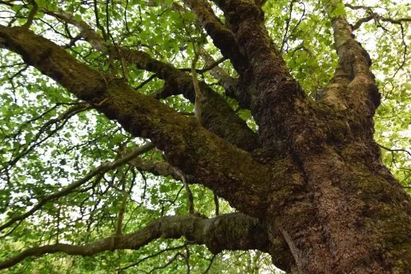 Liquid Vs. Solid Fertilizer Untitled Design 3 - Garden Express Australia