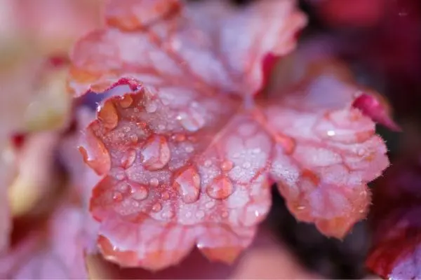 Colourful Foliage Plants For Your Garden Untitled Design 3 - Garden Express Australia