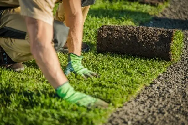 Liquid Vs. Solid Fertilizer Untitled Design 4 - Garden Express Australia