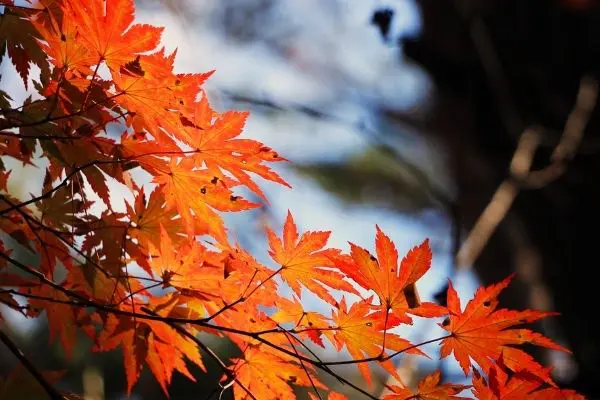 Colourful Foliage Plants For Your Garden Untitled Design 4 - Garden Express Australia