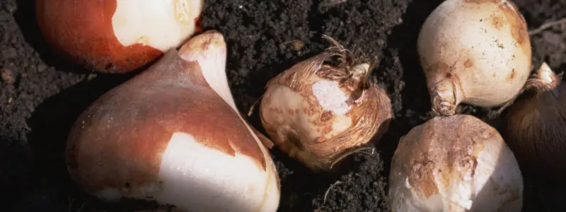 Easy Flowers To Grow In Autumn Untitled Design - Garden Express Australia