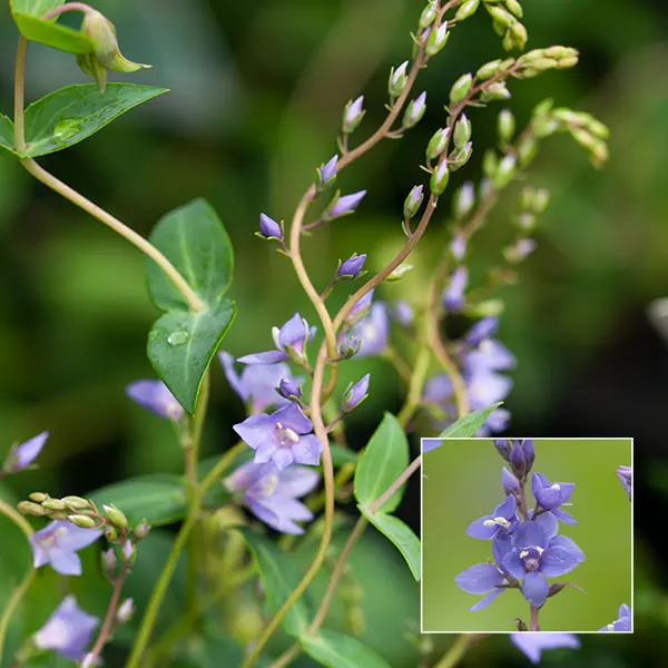 Veronica Diggers Speedwell