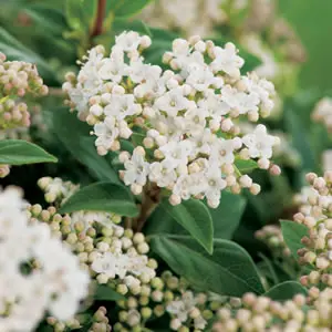 Starter Pack – Viburnum Tinus Starter Pack – Viburnum Tinus