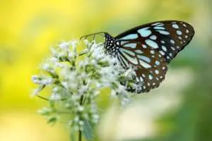 Enviro-friendly Plants That Attract Butterflies Webp Net Resizeimage 1 - Garden Express Australia