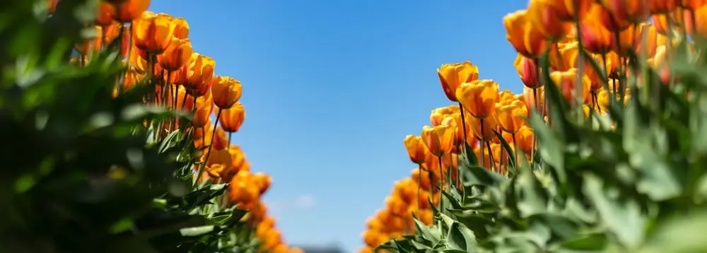 Tools For Planting Bulbs Webp Net Resizeimage 3 - Garden Express Australia