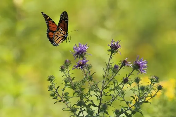 Enviro-friendly Plants That Attract Butterflies Webp Net Resizeimage - Garden Express Australia